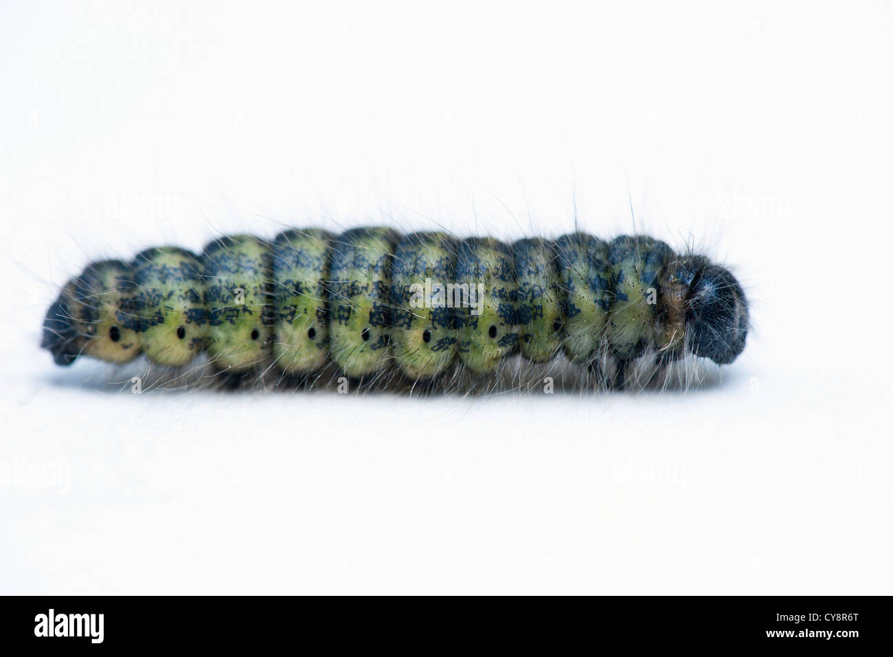 Caterpillar Foto Stock