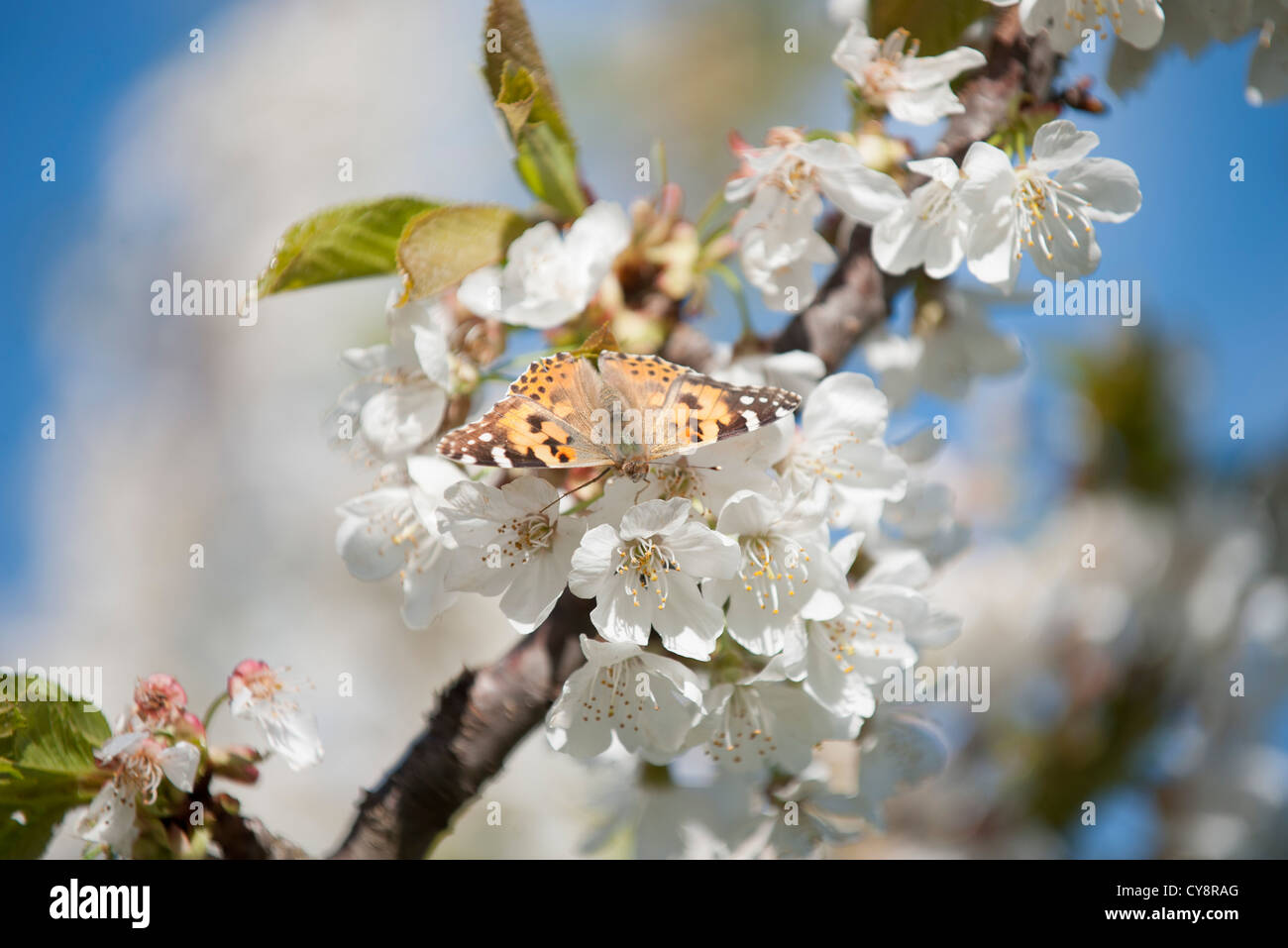 Farfalla sul fiore di ciliegio Foto Stock
