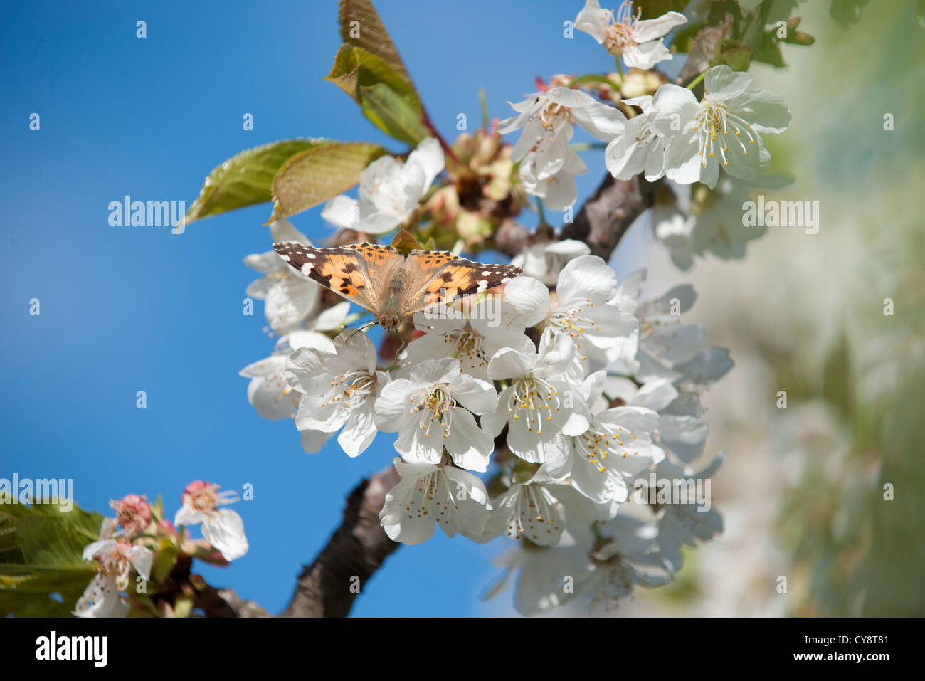 Farfalla sul fiore di ciliegio Foto Stock