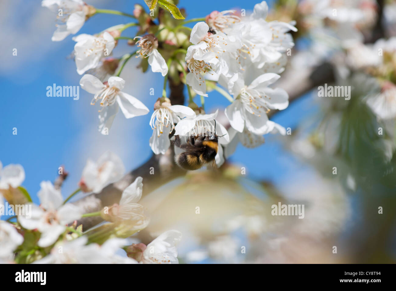 Bumblebee su Cherry Blossom Foto Stock