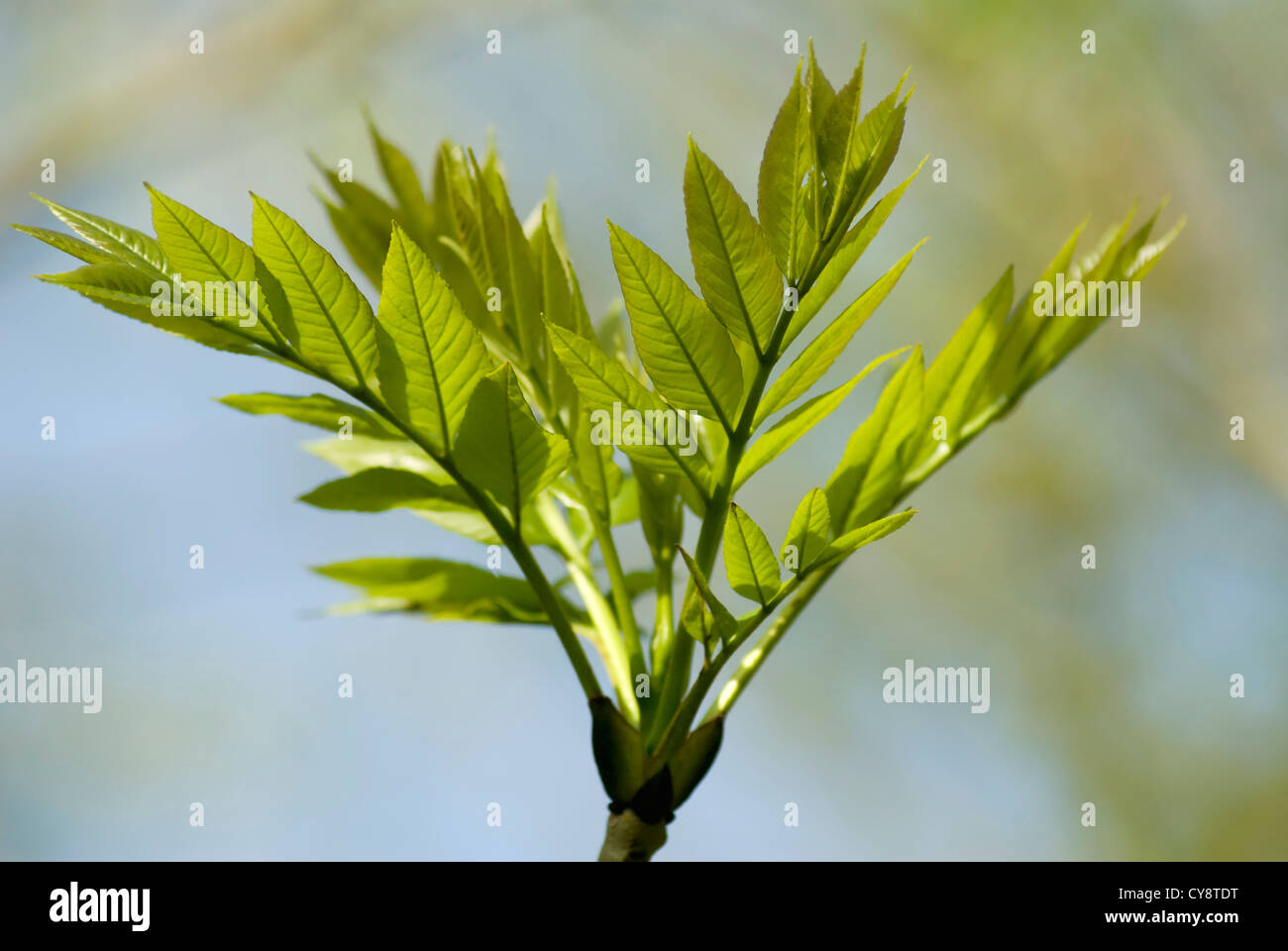 Fraxinus excelsior, ceneri. Foto Stock