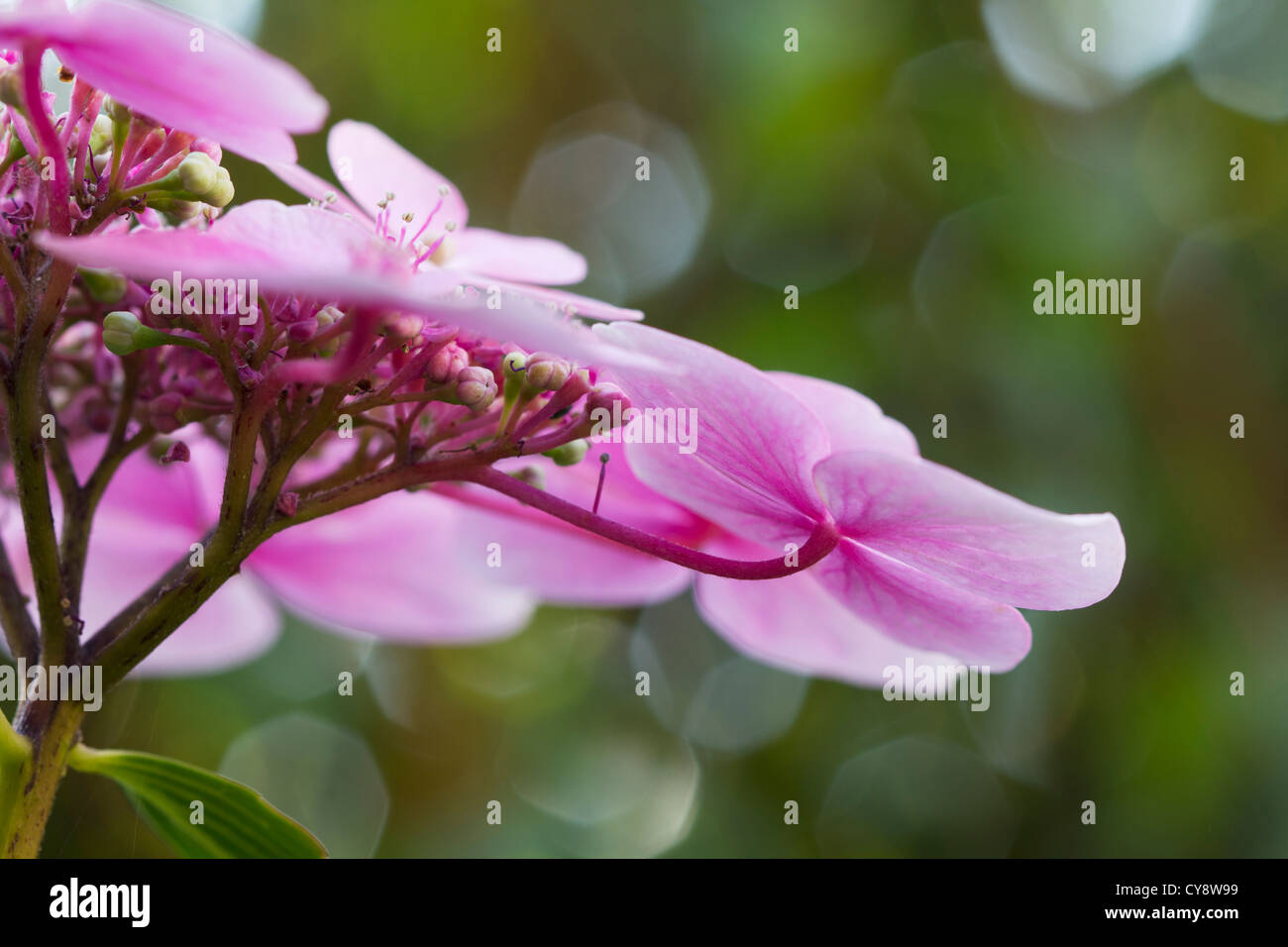 Hydrangea macrophylla, ortensie, Lacecap hydrangea. Foto Stock