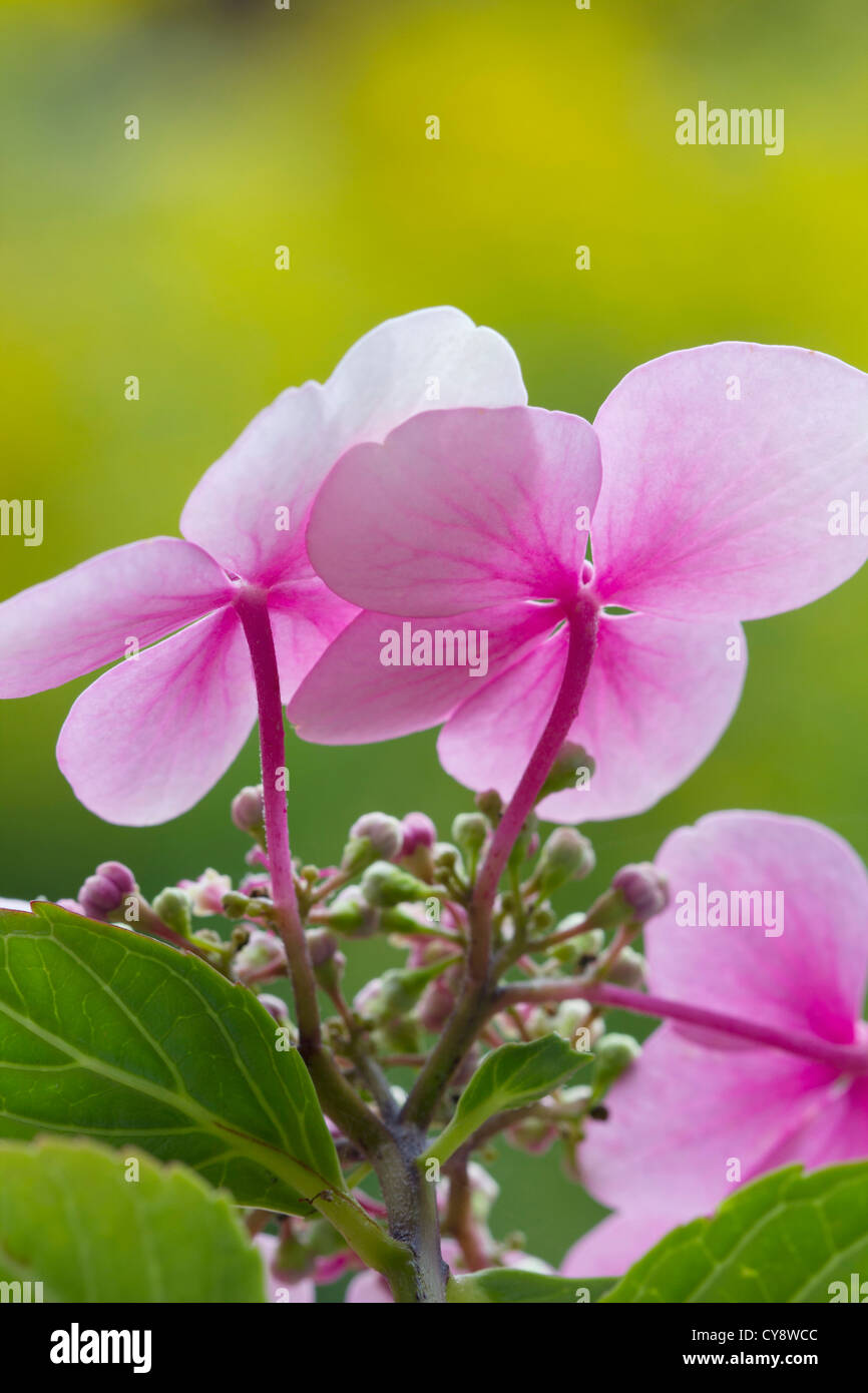 Hydrangea macrophylla, ortensie, Lacecap hydrangea. Foto Stock