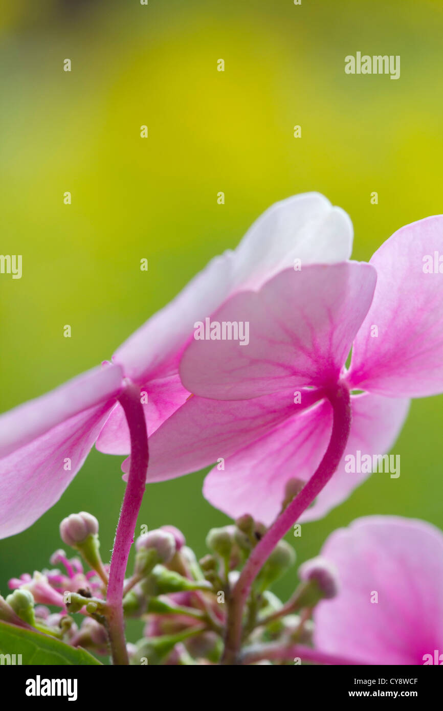 Hydrangea macrophylla, ortensie, Lacecap hydrangea. Foto Stock
