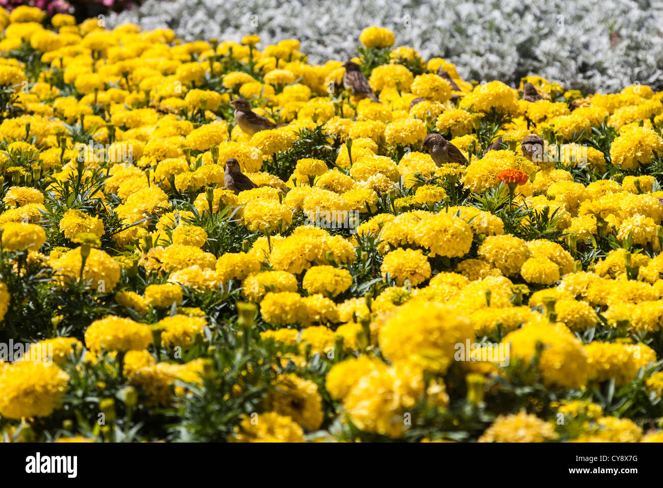 Stormo di uccelli su giallo Flower Garden Foto Stock
