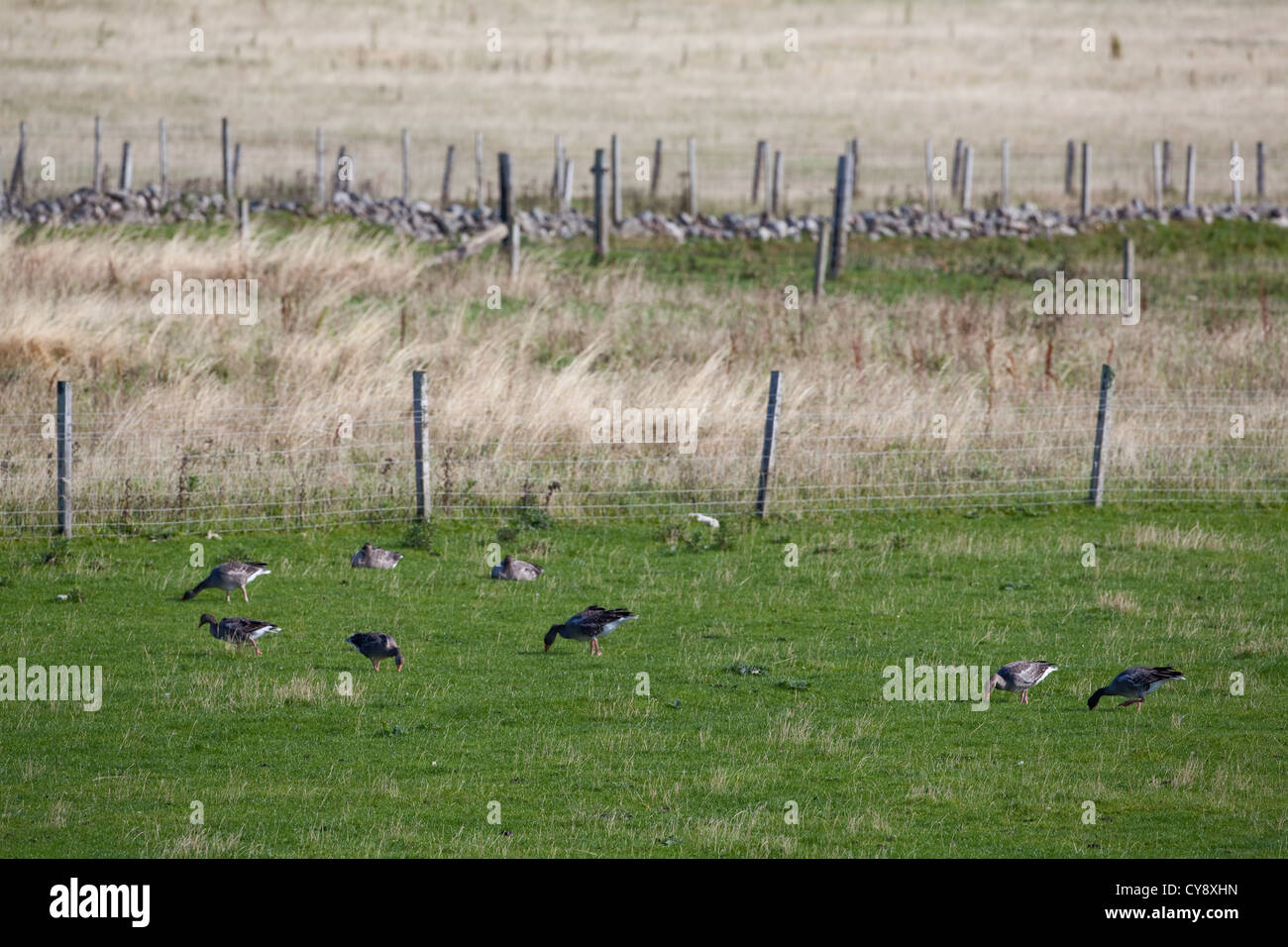 Graylag oche (Anser anser), il pascolo. Il pascolo su ovini allevati al pascolo di lato recinto di filo e preparato per il pascolo a destra fino a. Foto Stock