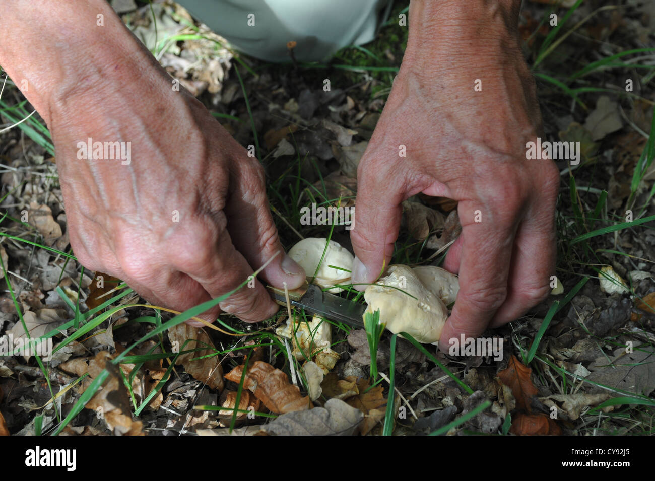Funghi Foraged e altri bosco selvatico producono Foto Stock