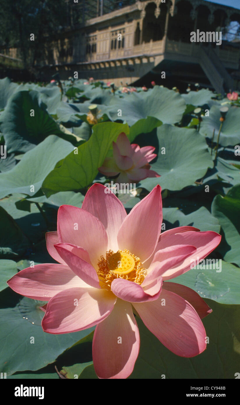 Nelumbo nucifera, Lotus, Sacro lotus. Foto Stock