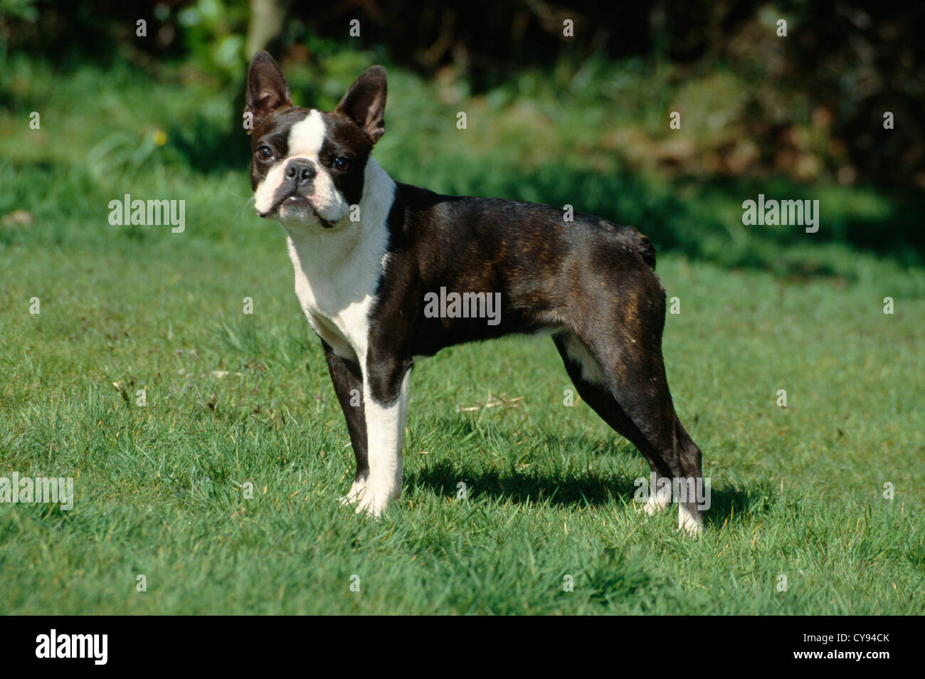 Boston Terrier / Irlanda Foto Stock