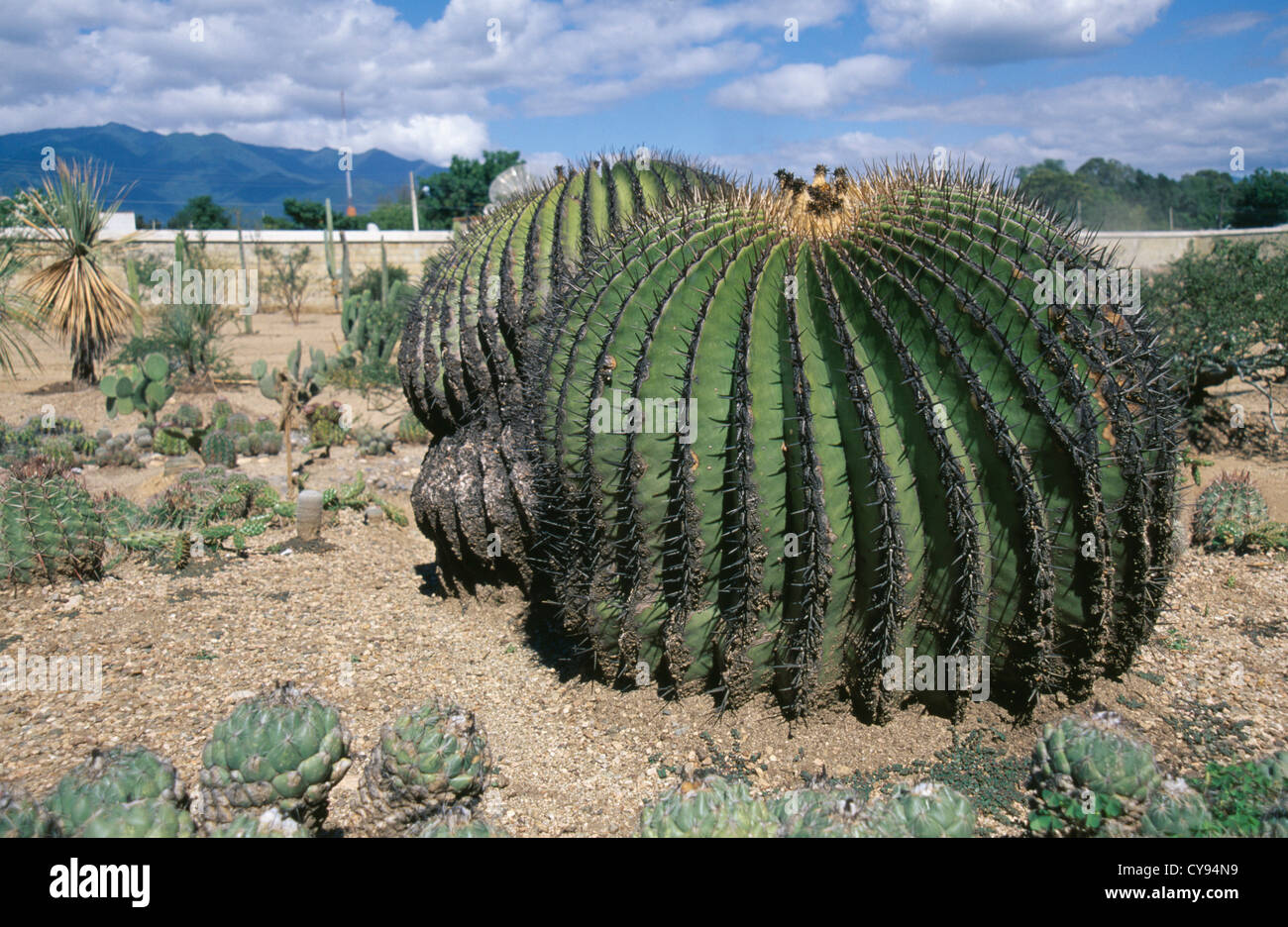 Echinocactus platyacanthus, cactus, Barrel cactus. Foto Stock