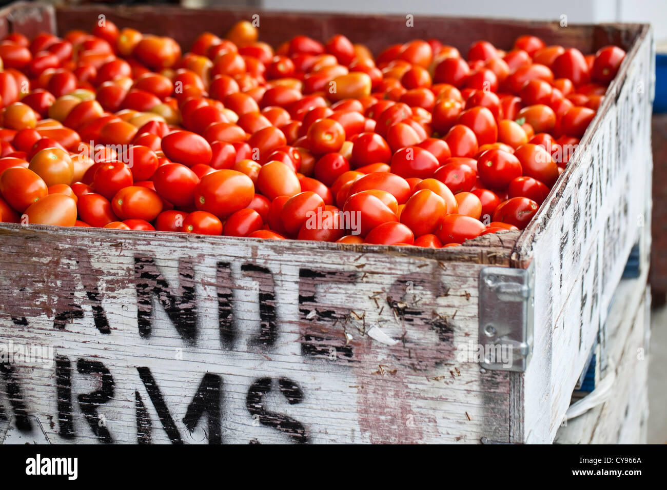 Roma freschi pomodori in un mercato all'aperto nella Okanagan Valley, Osoyoos, British Columbia, Canada Foto Stock