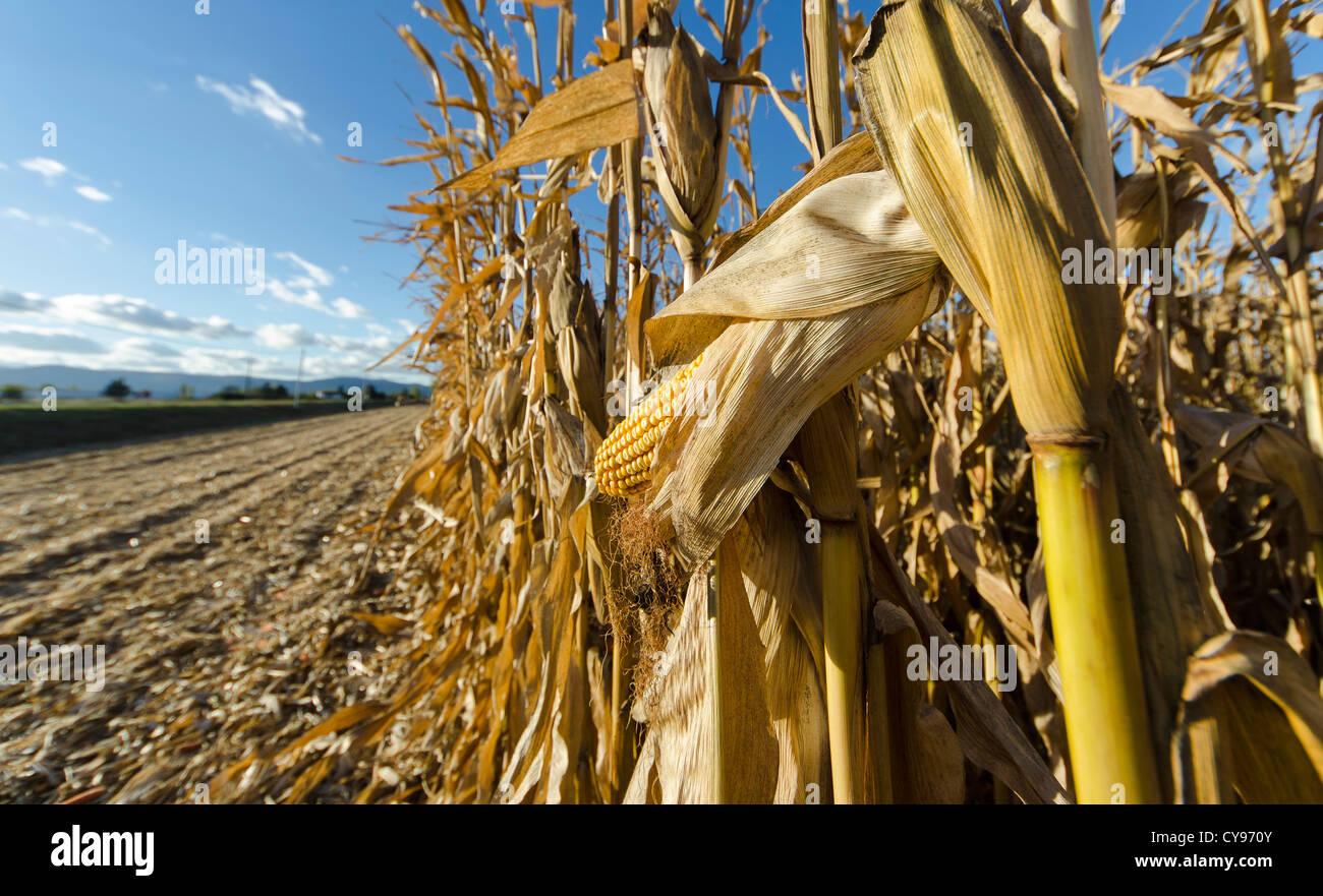 Campo di mais parzialmente raccolte. Foto Stock