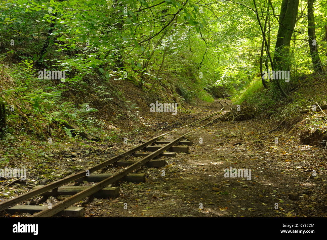 Foresta di Dean ferrovia a scartamento ridotto via attraverso boschi Foto Stock Foresta di Dean ferrovia a scartamento ridotto via attraverso boschi Foto Stock