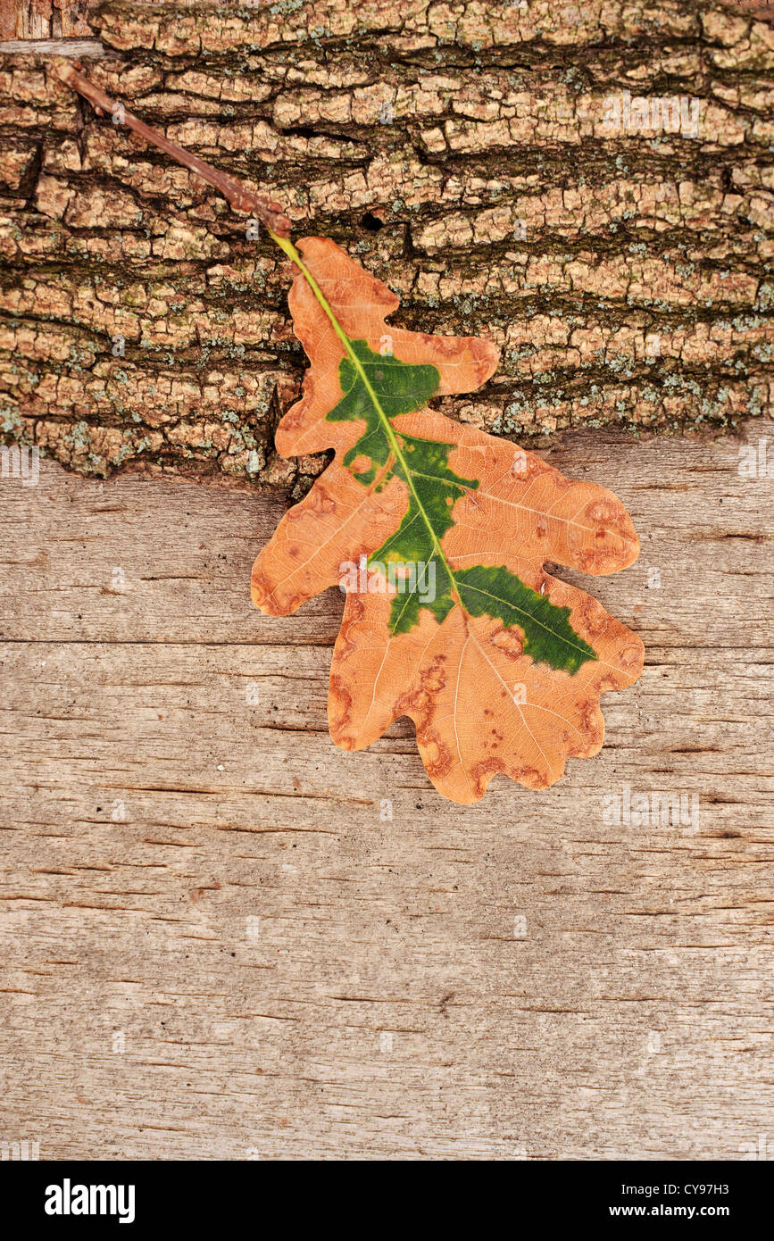 Asciugare autumn leaf su un annata sullo sfondo di legno, caduta il concetto di sfondo. Foto Stock