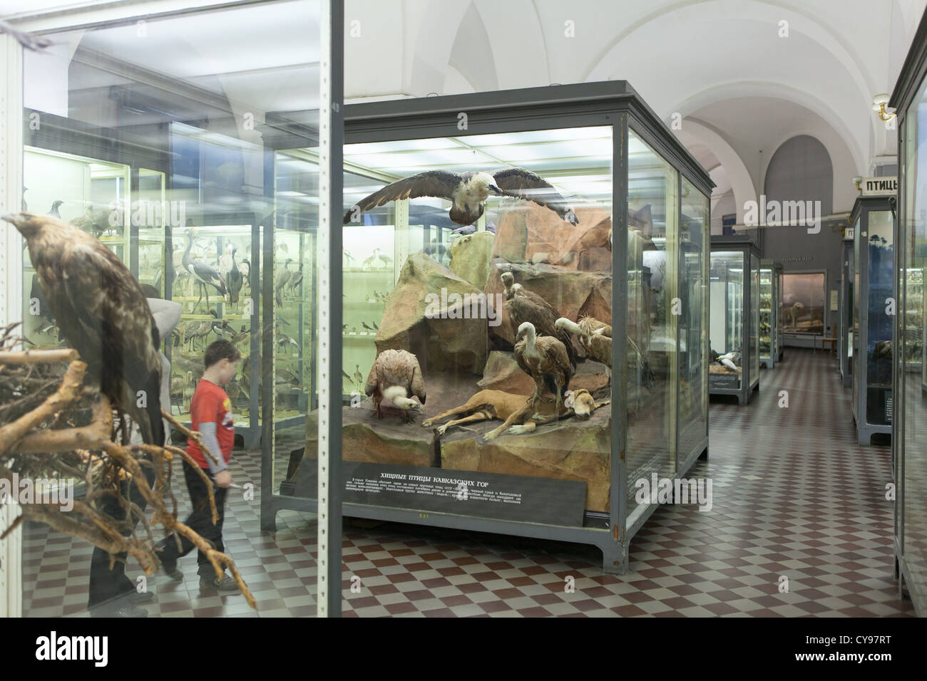 Uccelli impagliati e animali in vetrine nel Museo Zoologico di San Pietroburgo, Russia Foto Stock