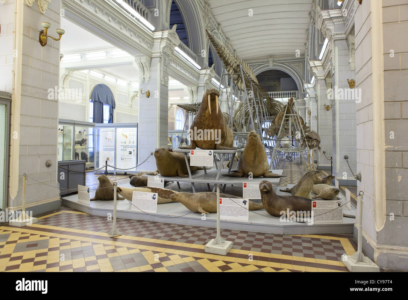 Ripiene di animali marini in vetrine nel Museo Zoologico di San Pietroburgo, Russia. Sala principale con le balene scheletri Foto Stock