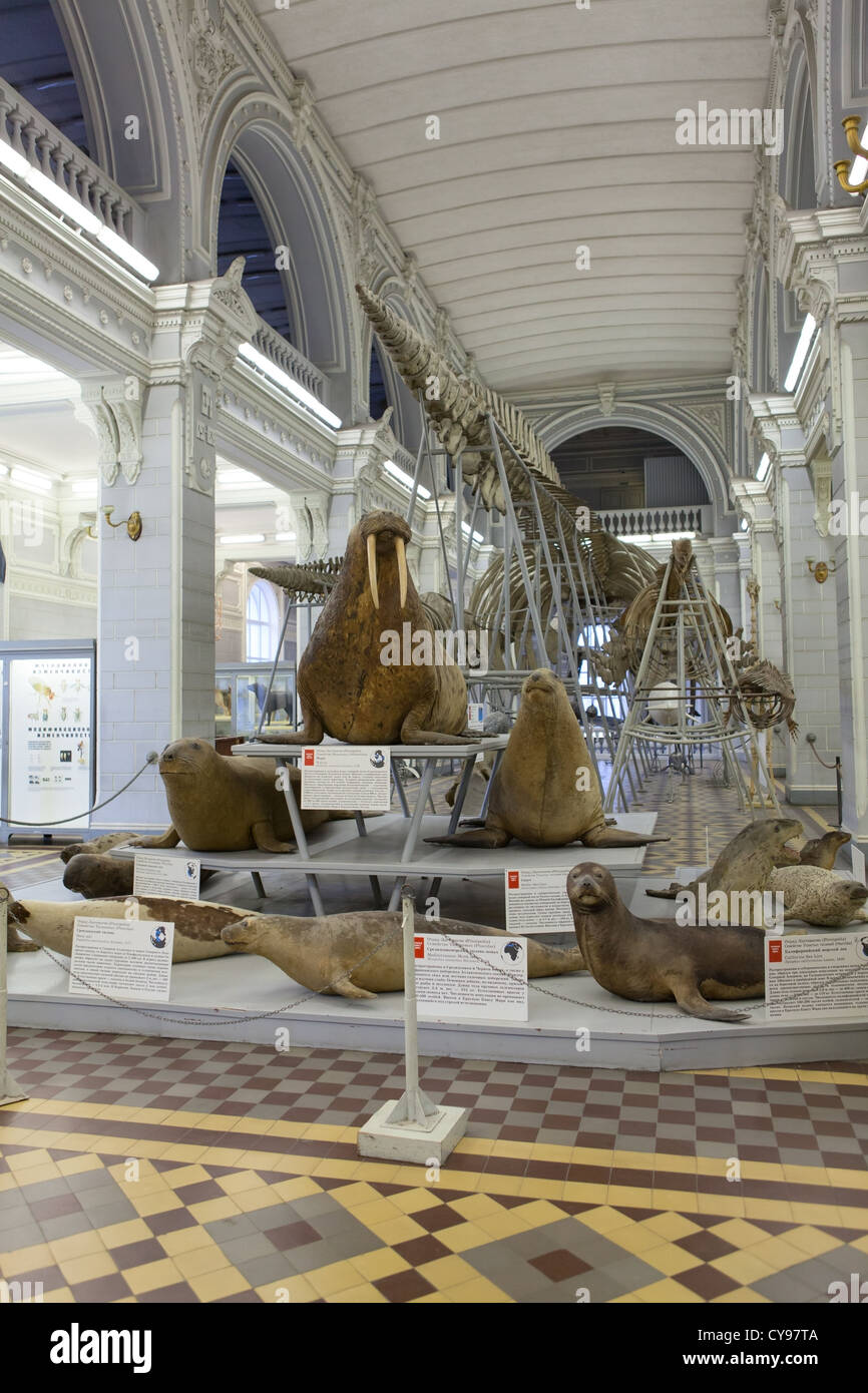 Ripiene di animali marini in vetrine nel Museo Zoologico di San Pietroburgo, Russia. Sala principale con scheletro di balena Foto Stock