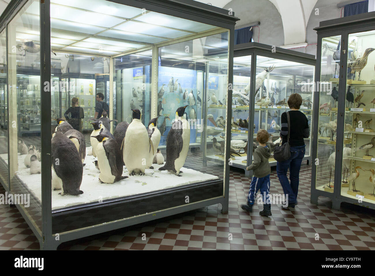 Farcite i pinguini in vetrine nel Museo Zoologico di San Pietroburgo, Russia Foto Stock
