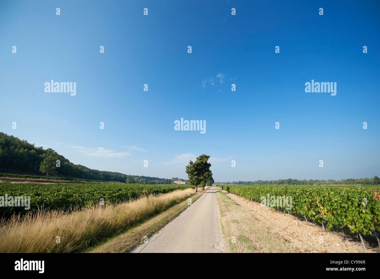 Vigneti confinanti con un lungo rettilineo di strada rurale a Sablet nella Cotes du Rhone, Francia meridionale Foto Stock