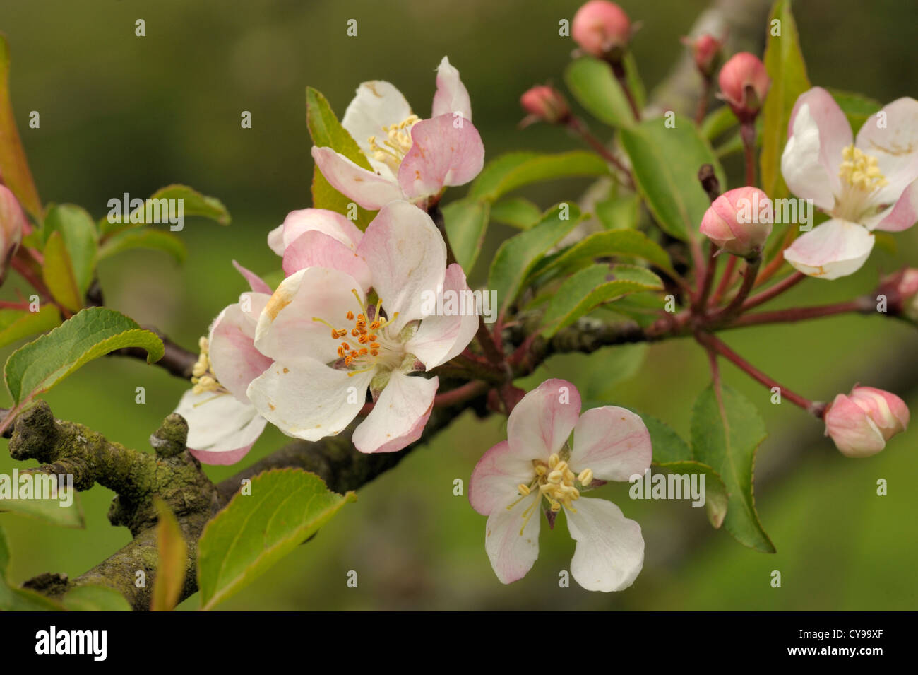 Crab Apple Blossom, Malus sylvestris Foto Stock