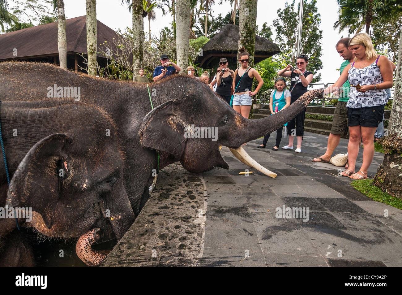 Alimentazione turisti salvato elefanti di Sumatra all'Elephant Safari Park di Taro, Bali, Indonesia Foto Stock