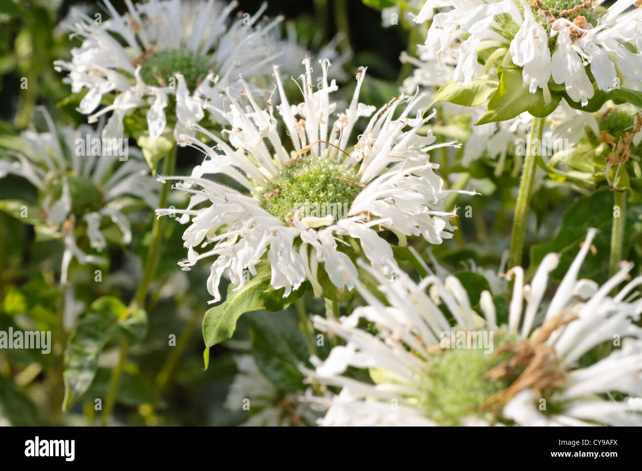 Scarlet bee balm (monarda didyma 'schneewittchen') Foto Stock