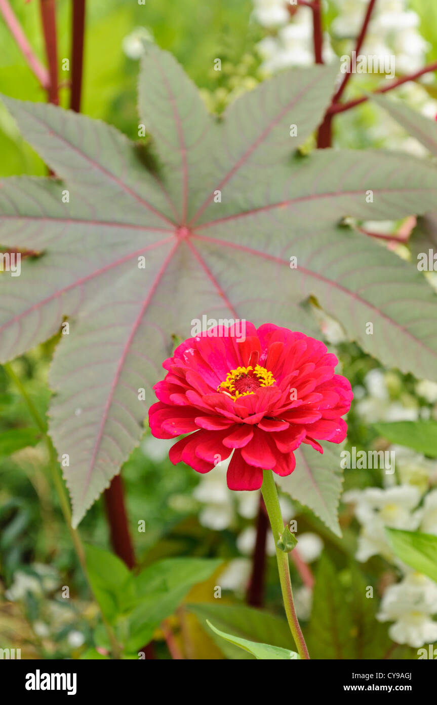 Zinnia (zinnia) e olio di ricino impianto (Ricinus communis) Foto Stock