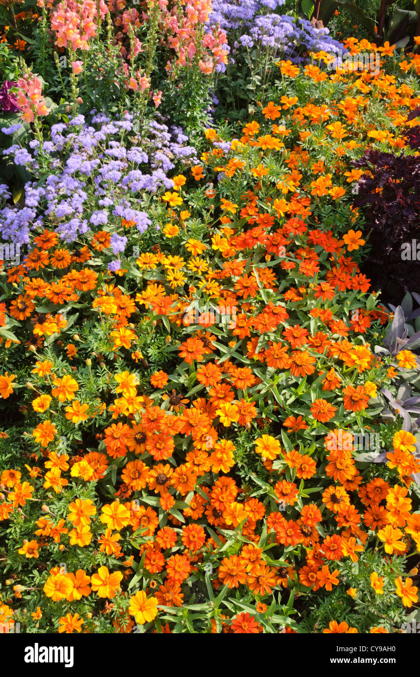 Zinnia angustifolia "Profusione arancione", Le calendule (Tagetes), fiori di filo interdentale (Ageratum) e bocche di leone (Antirrhinum) Foto Stock
