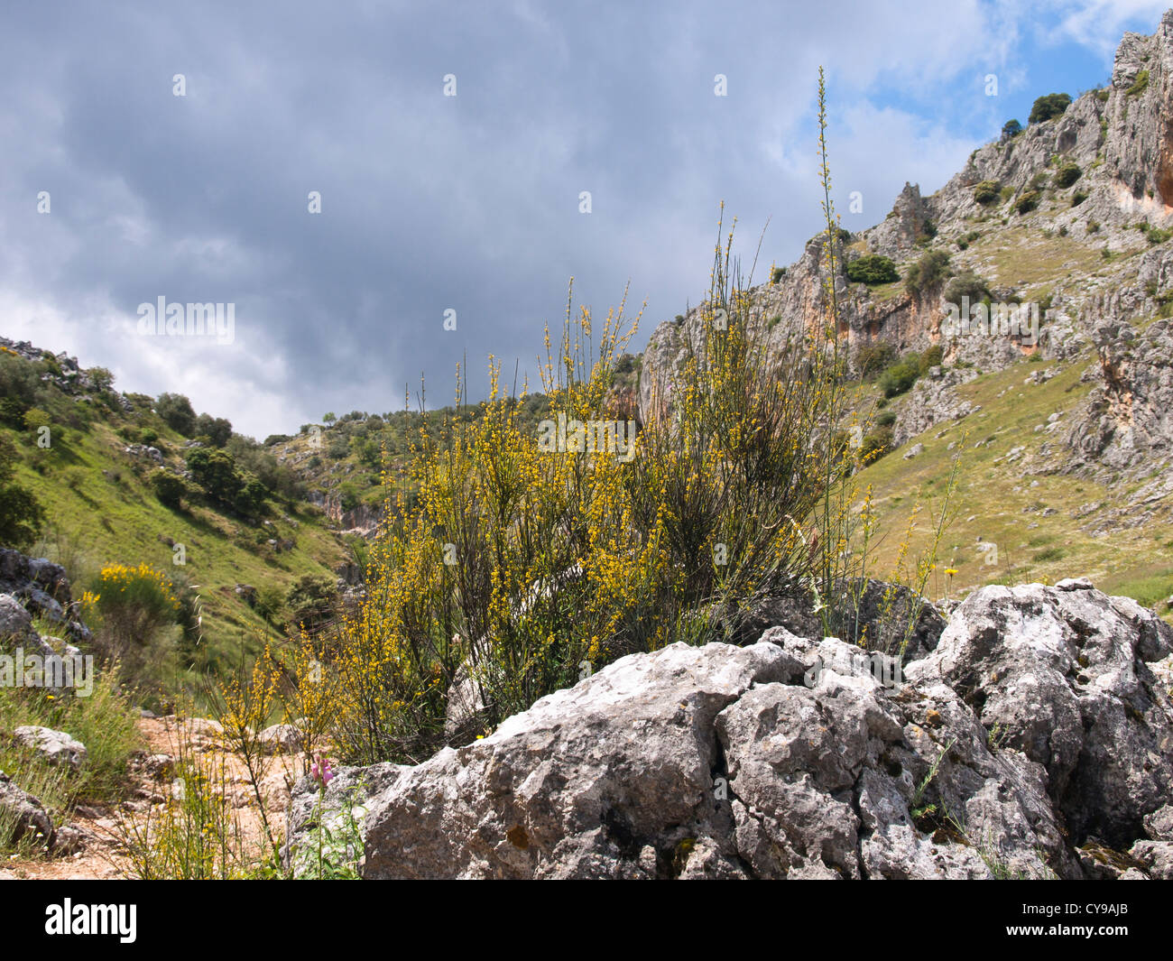 Escursioni nelle montagne Subbéticas in Andalusia Spagna vista della valle con il rock e probabilmente scopa comune nella parte anteriore Foto Stock