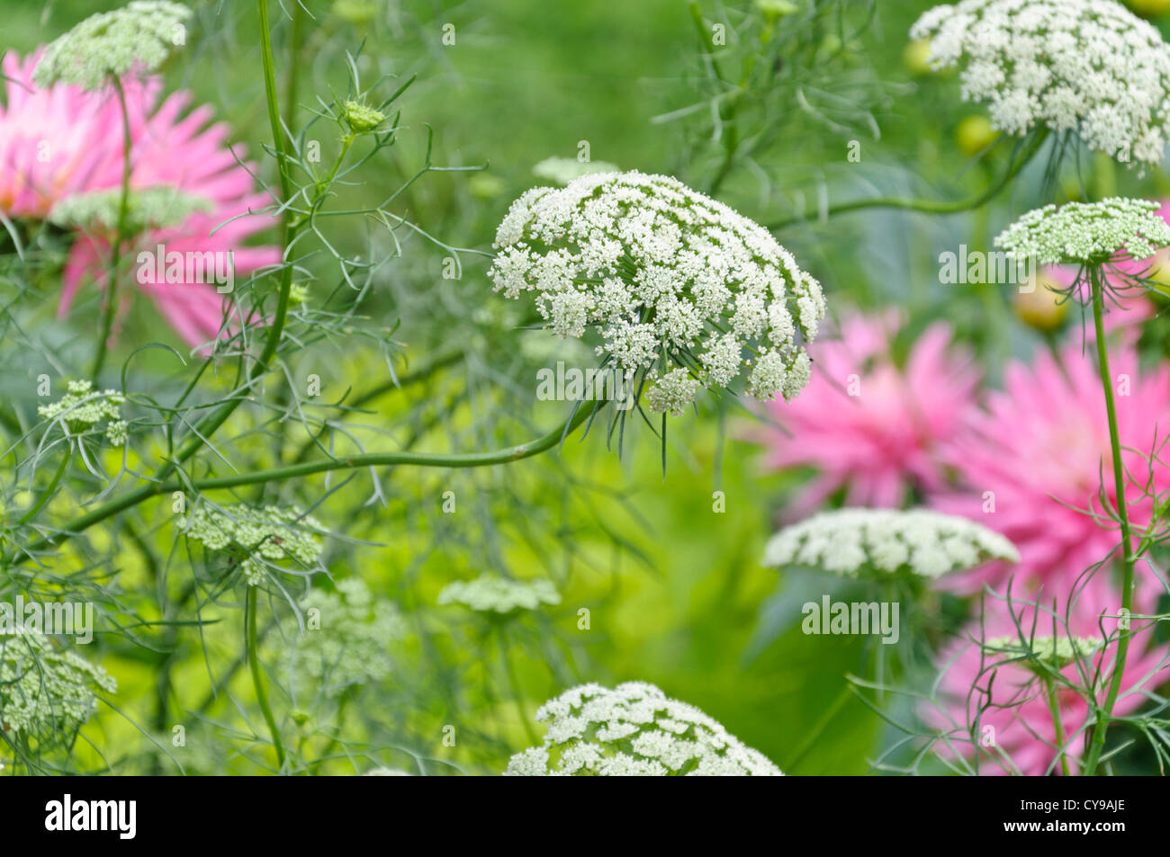 Falso del vescovo (erbaccia Ammi majus "Regina dell'africa") Foto Stock