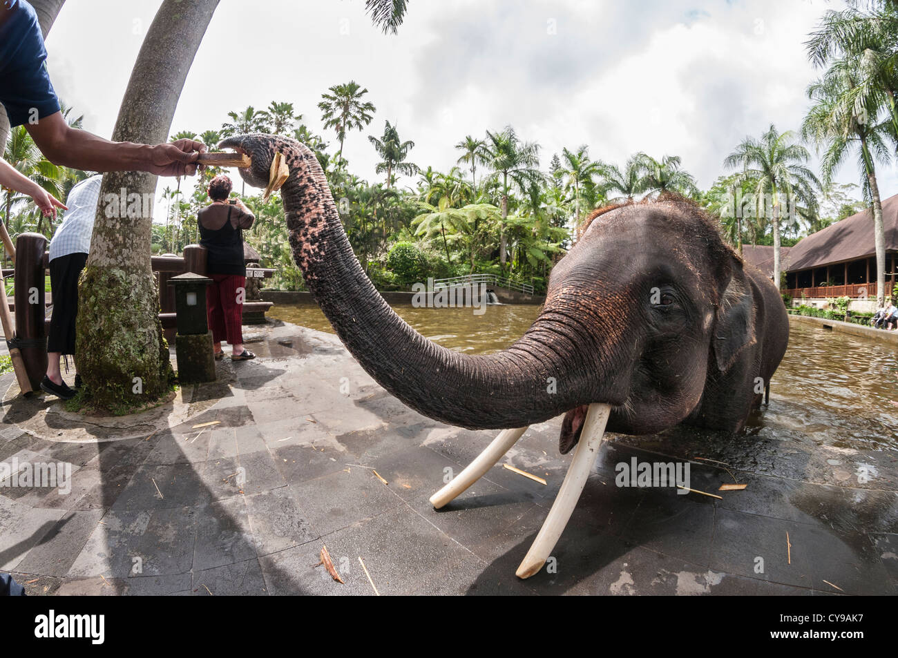 Alimentazione turistico salvato elefante di Sumatra all'Elephant Safari Park di Taro, Bali, Indonesia Foto Stock