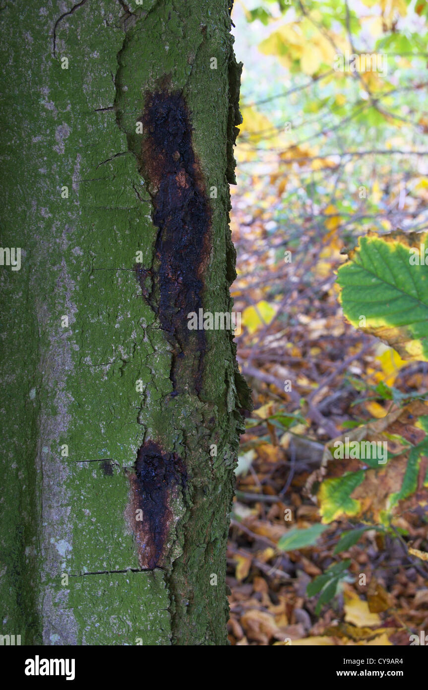 Ippocastano tronco di albero che mostra segni di emorragia batteriosi vascolare Foto Stock