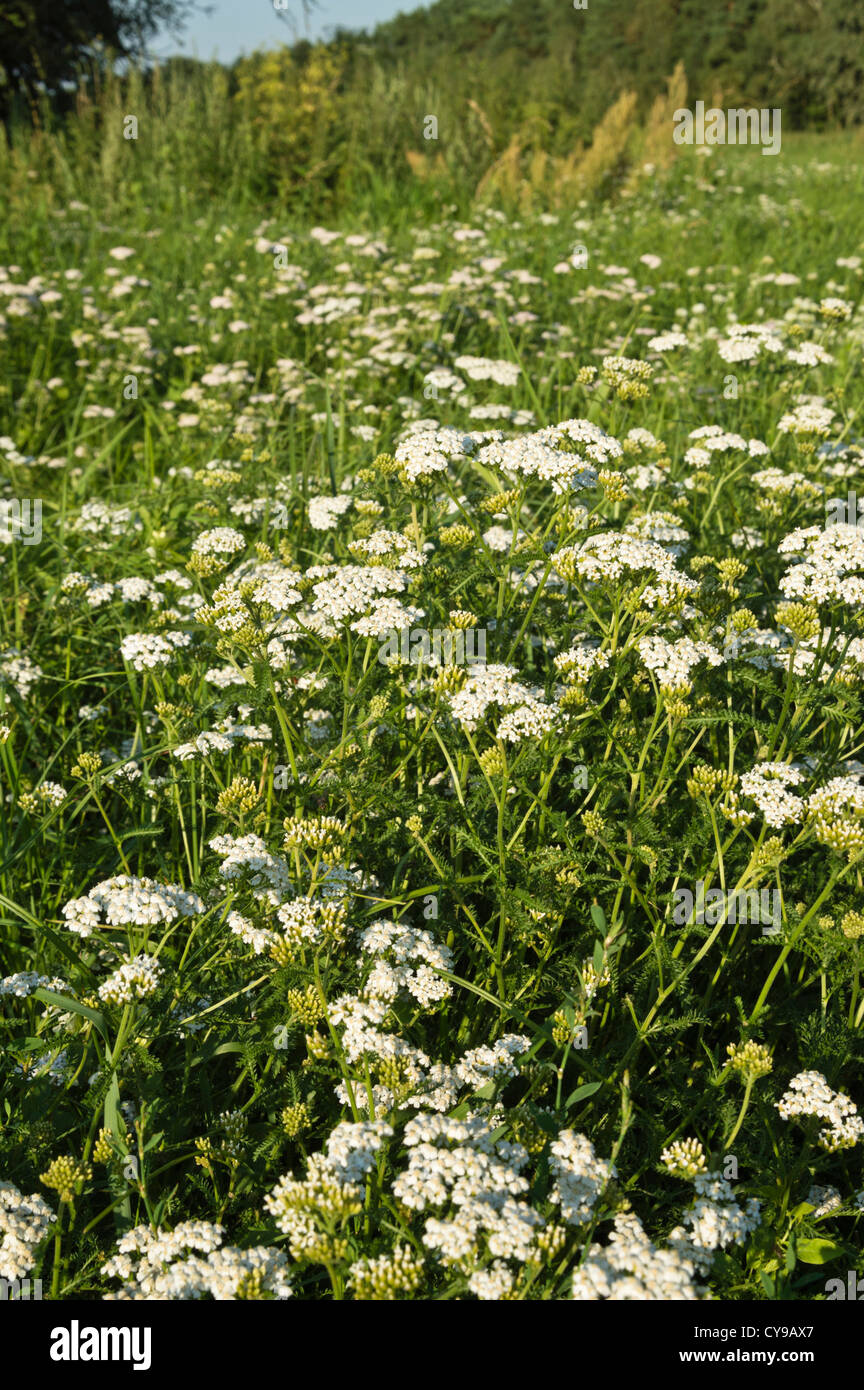 Yarrow comune (Achillea millefolium) Foto Stock