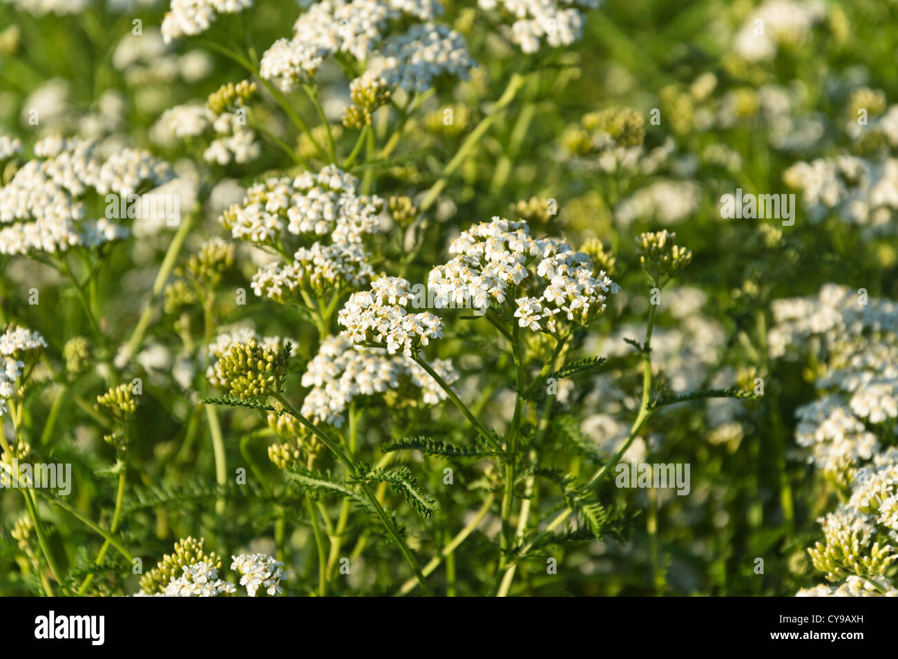 Yarrow comune (Achillea millefolium) Foto Stock