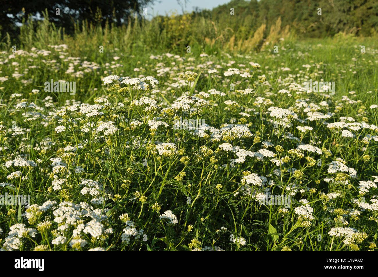 Yarrow comune (Achillea millefolium) Foto Stock