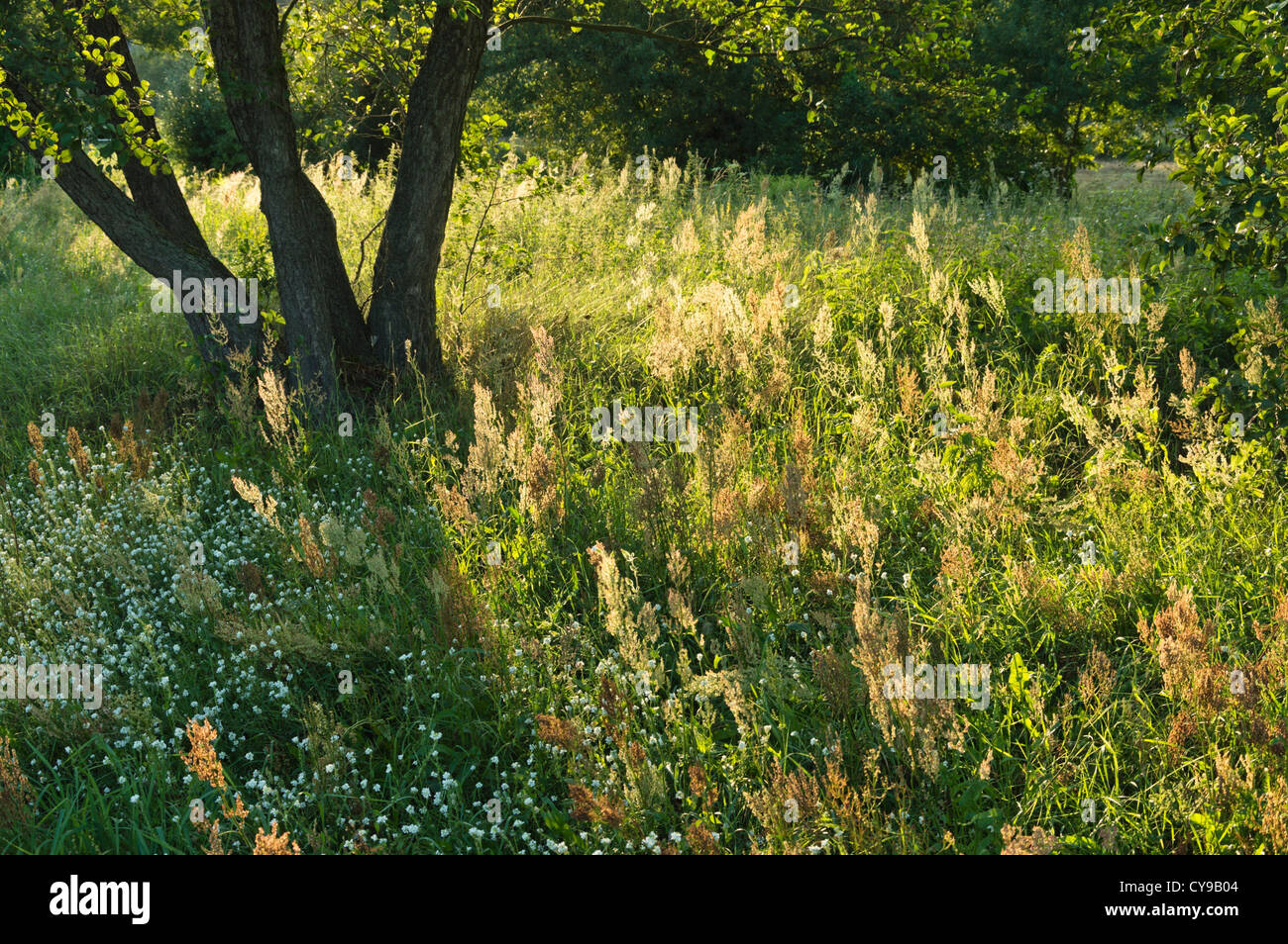 Sour dock (Rumex acetosa) Foto Stock