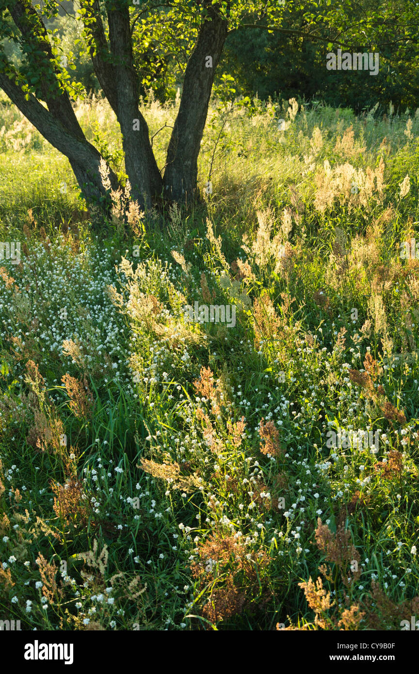 Sour dock (Rumex acetosa) Foto Stock