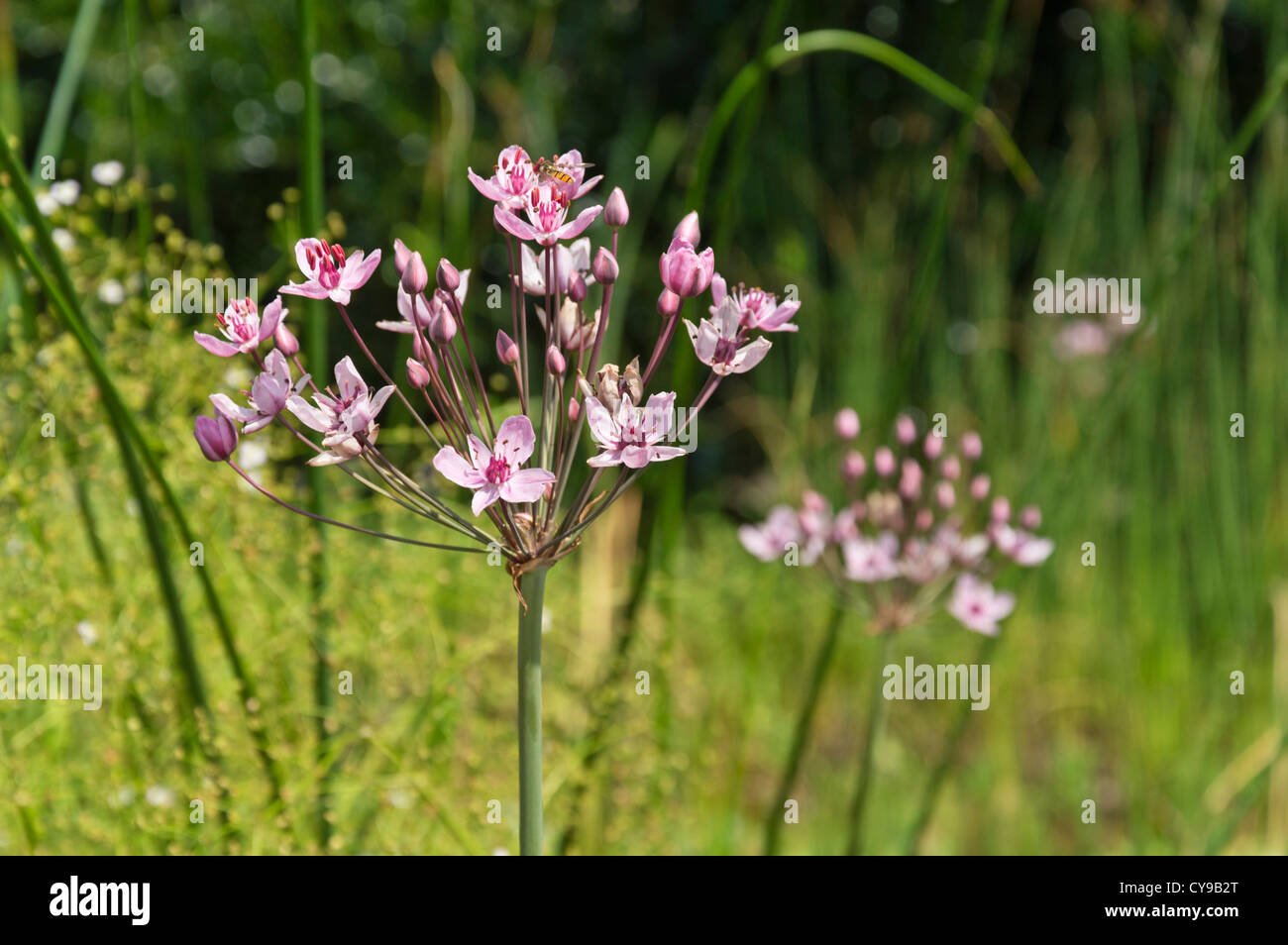 Giunco fiorito (Butomus umbellatus) Foto Stock