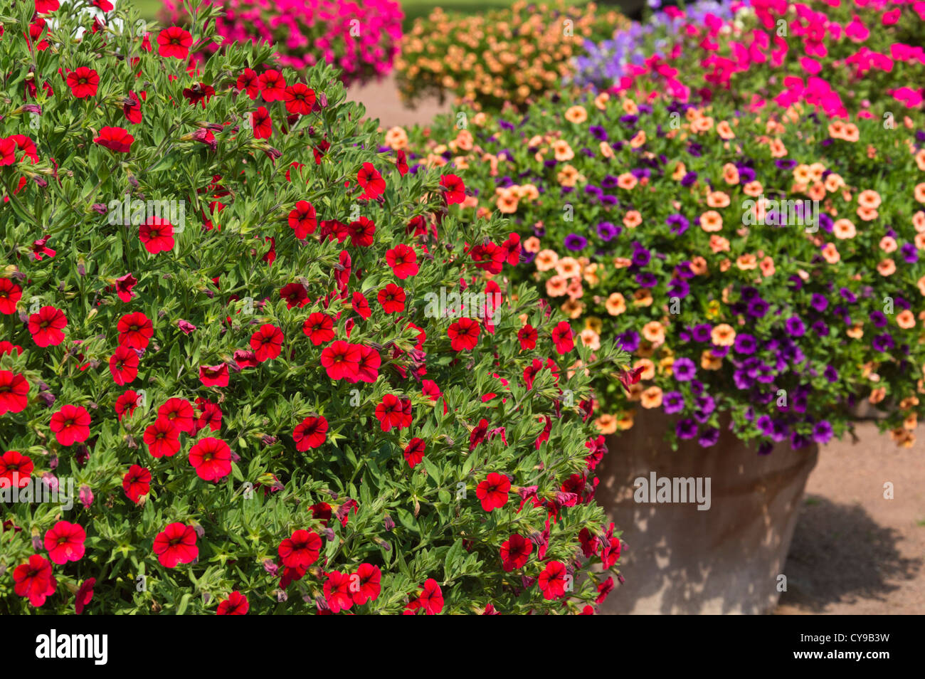 Calibrachoa in vasi di fiori Foto Stock