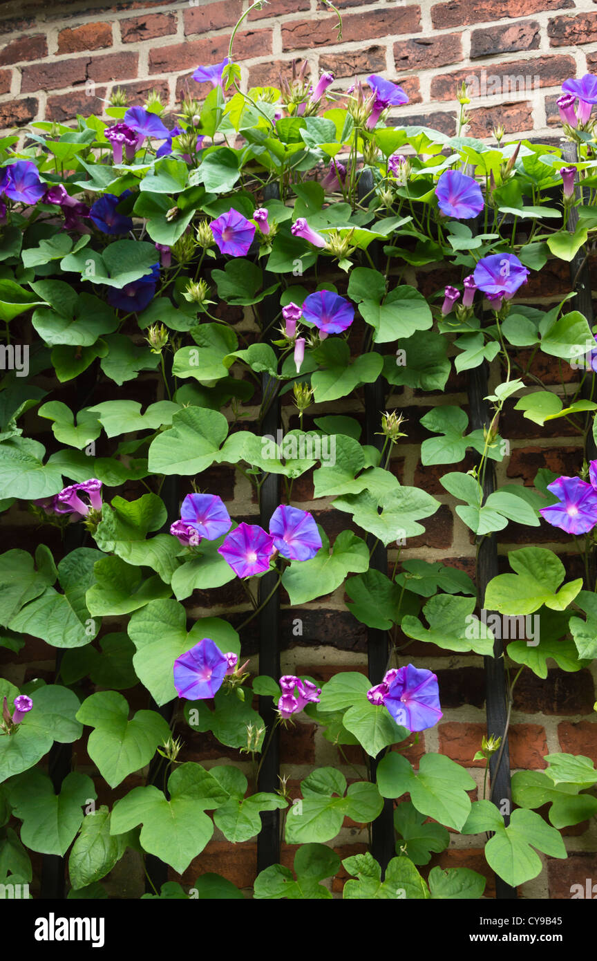 Ocean Blue gloria di mattina (Ipomoea indica) Foto Stock