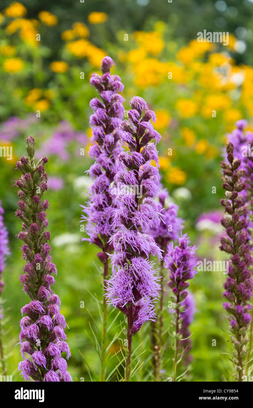 Dense blazing star (liatris spicata) Foto Stock