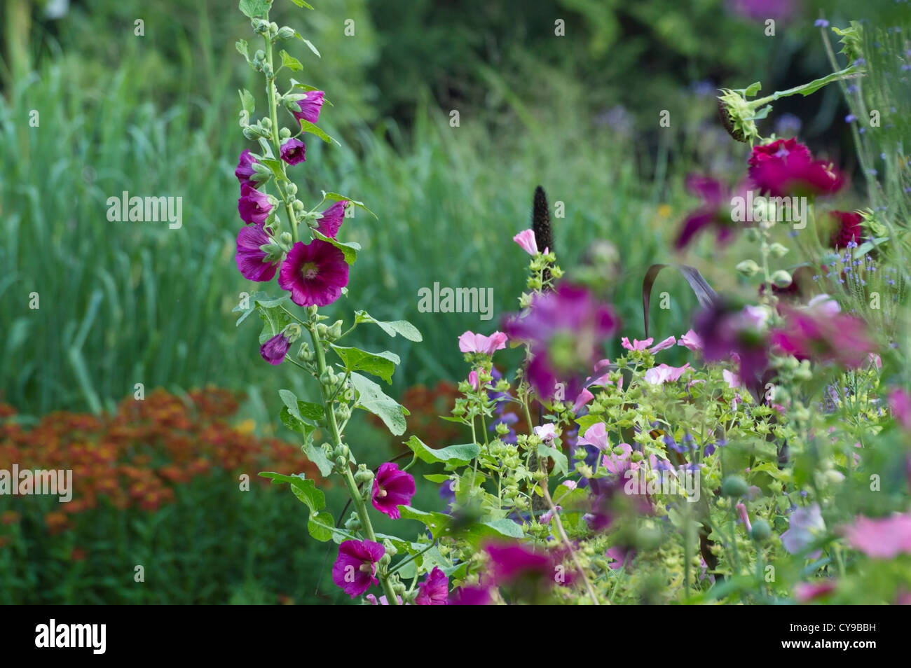 Hollyhock comune (alcea rosea) Foto Stock