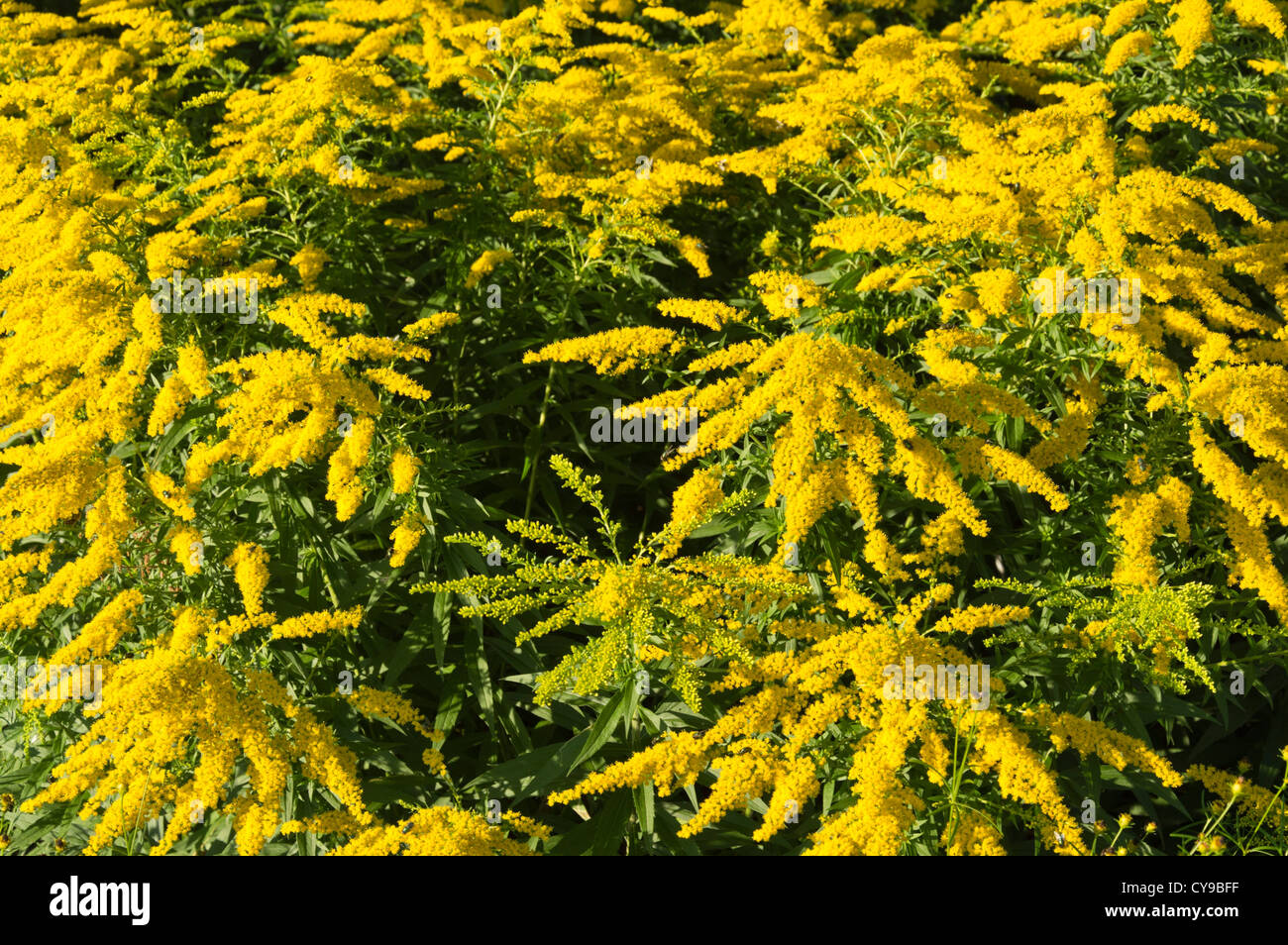 Giardino oro (Solidago x cultorum 'strahlenkrone') Foto Stock