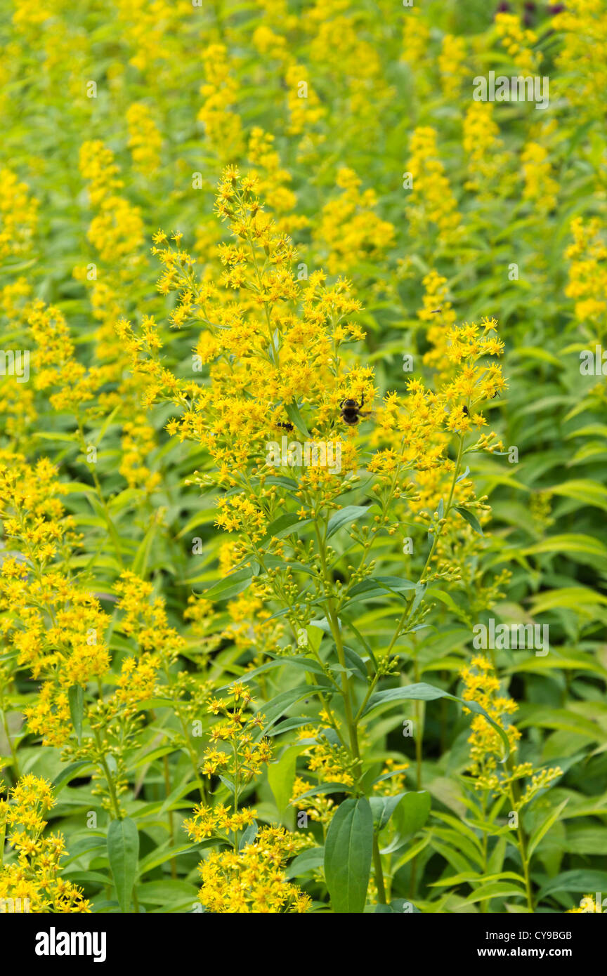 Di latifoglie (oro solidago flexicaulis) Foto Stock