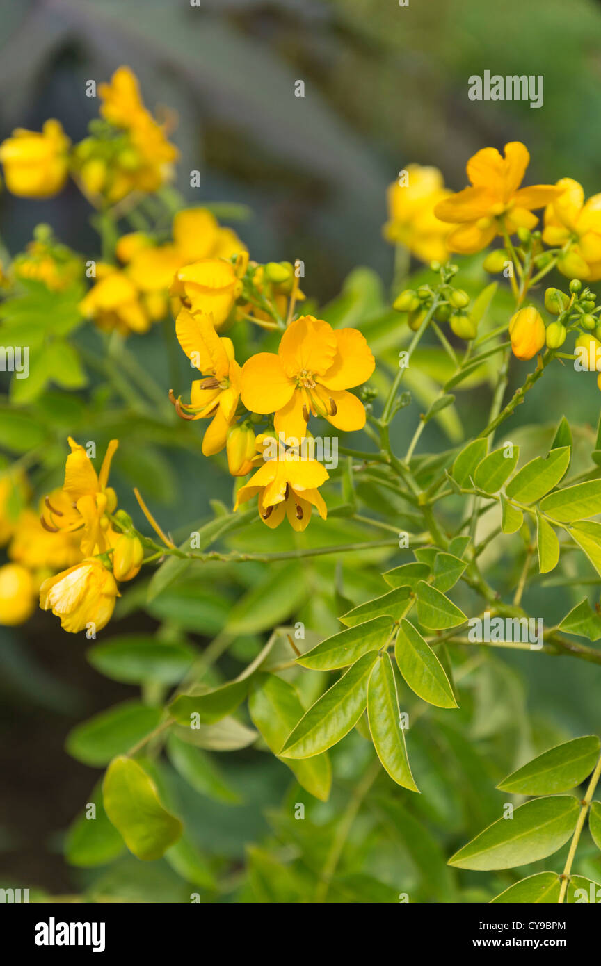 Senna cinese (senna tora syn. cassia tora) Foto Stock