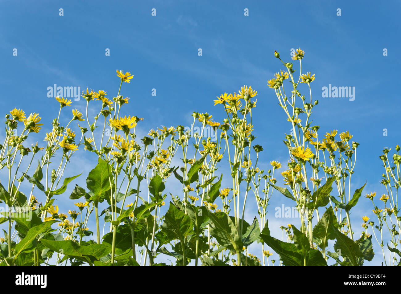 Tazza di impianto (silphium perfoliatum) Foto Stock