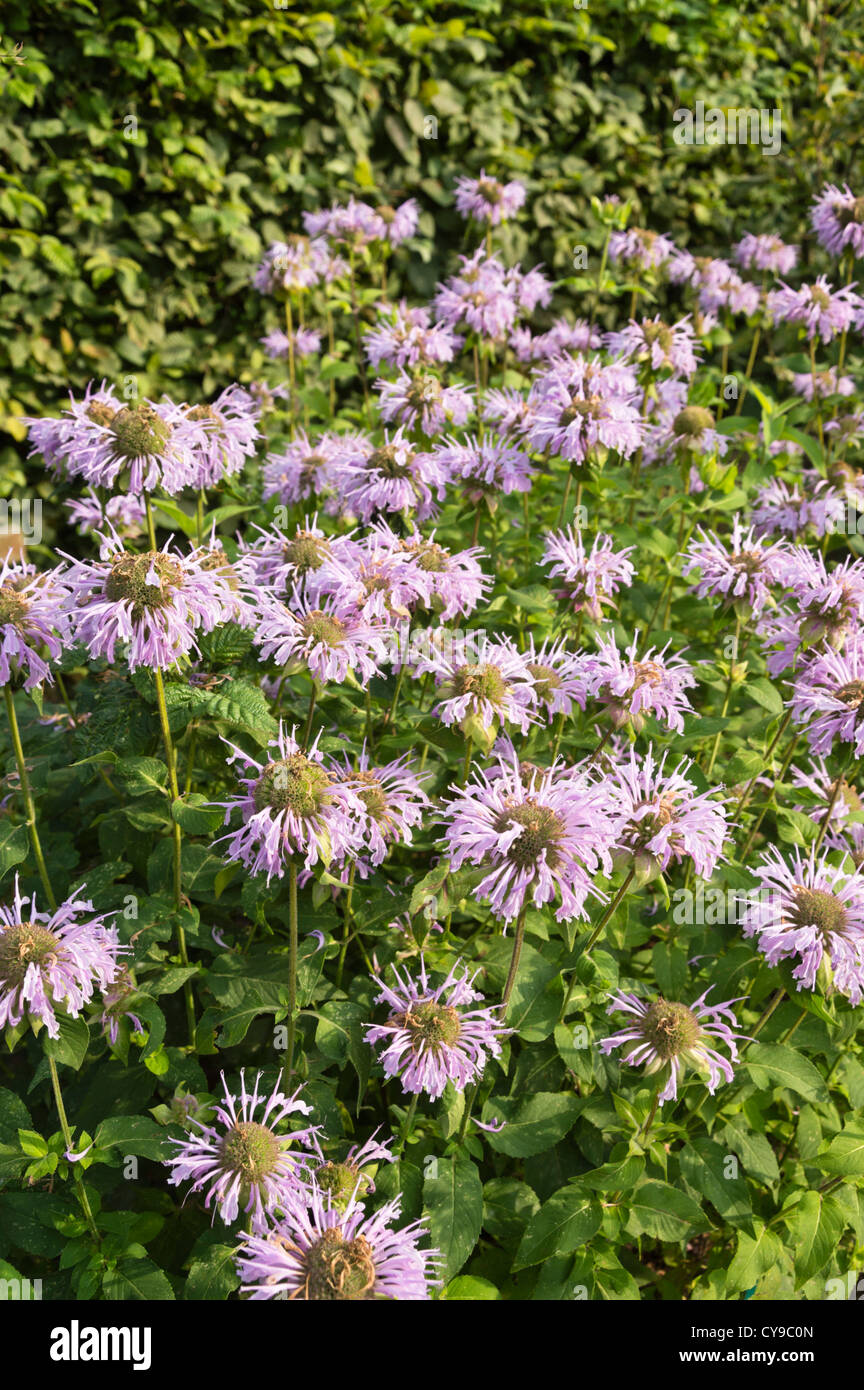 Scarlet bee balm (monarda didyma) Foto Stock