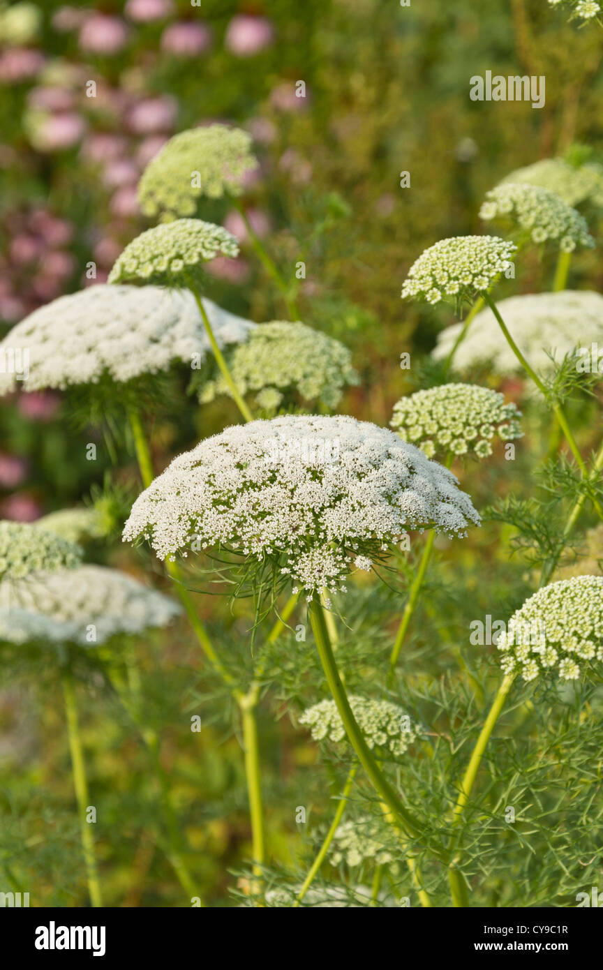 Stuzzicadenti infestante (ammi visnaga) Foto Stock