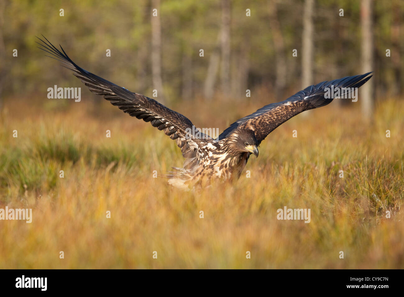 Bianco-tail Eagle (Haliaeetus albicilla). L'Estonia. Foto Stock