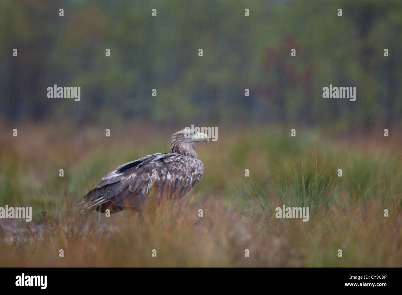 Bianco-tail Eagle (Haliaeetus albicilla). In caso di pioggia. L'Estonia. Foto Stock